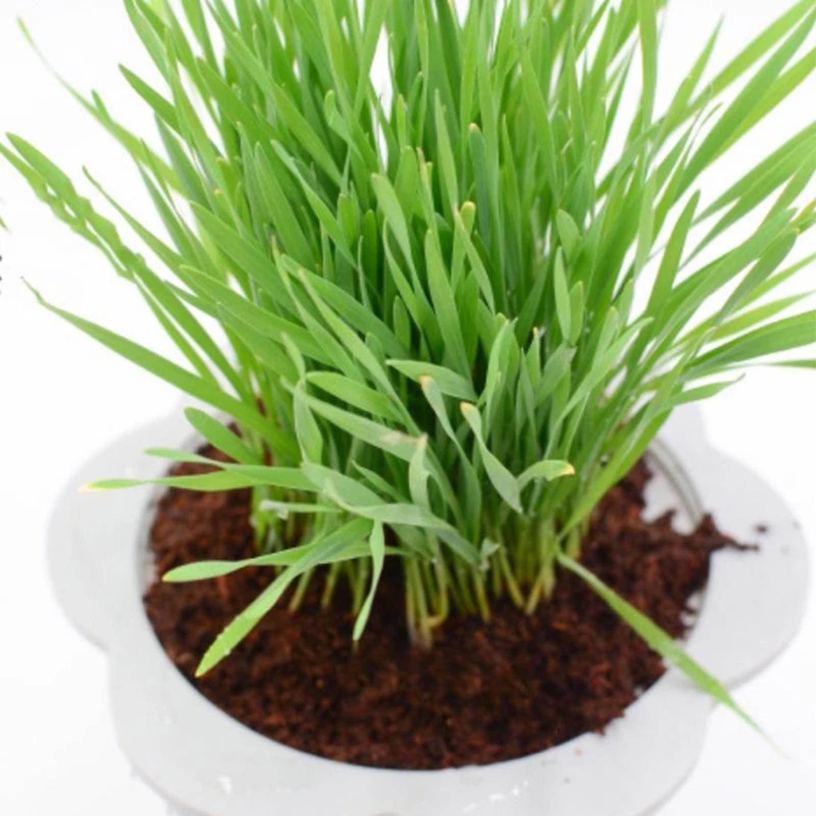 Substrate Coconut Fiber - Blocco di Fibra di Cocco Compresso,